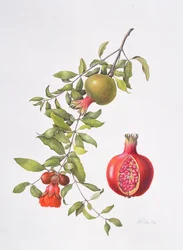 Pomegranate, 1995